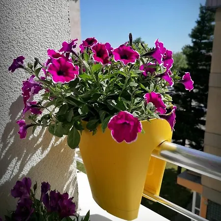 Serbona كلادوفو